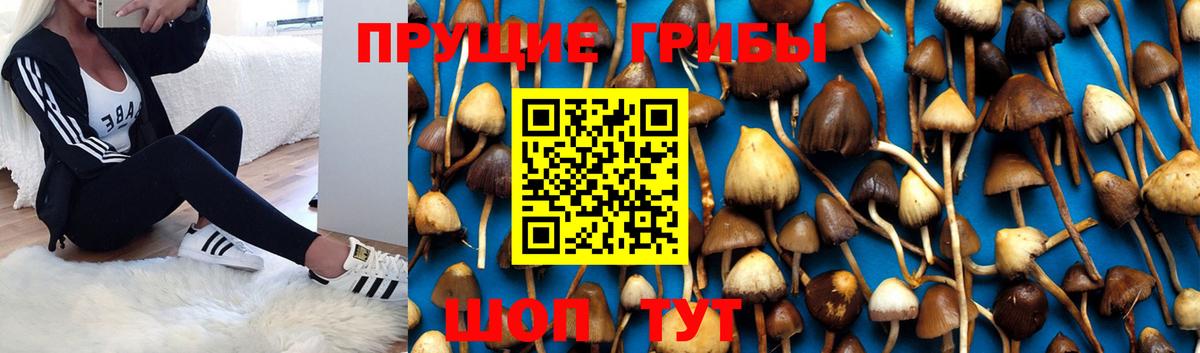 Псилоцибиновые грибы Magic Shrooms Ленинск-Кузнецкий